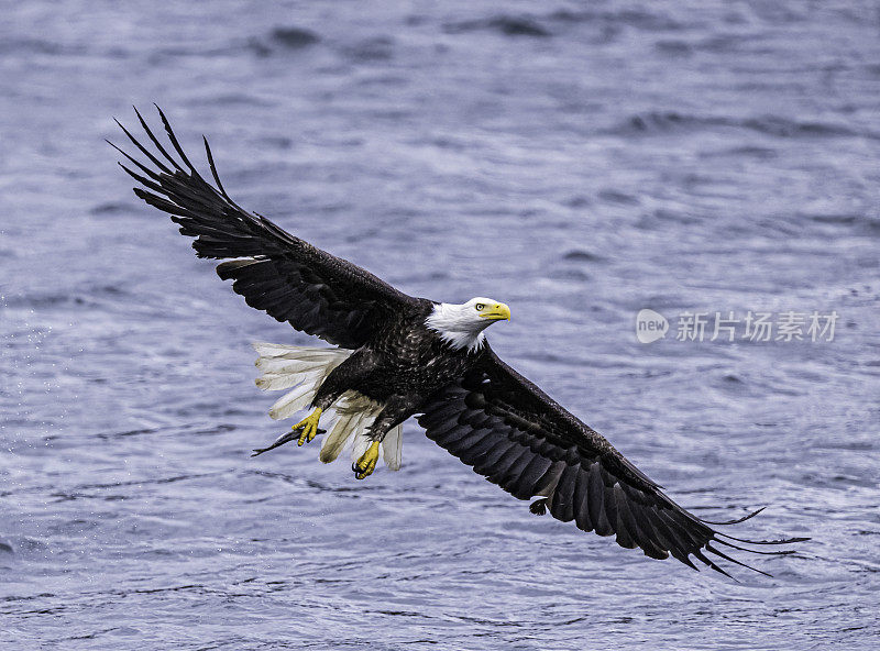 白头鹰(Haliaeetus leucocephalus)是一种发现于北美的猛禽。位于查塔姆海峡巴拉诺夫岛卡斯尼库湾的隐藏瀑布。阿拉斯加。